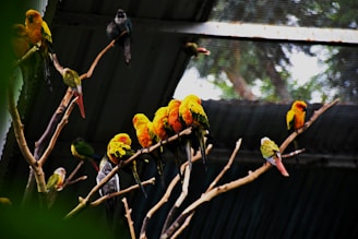 a group of birds sitting on top of a tree branch
