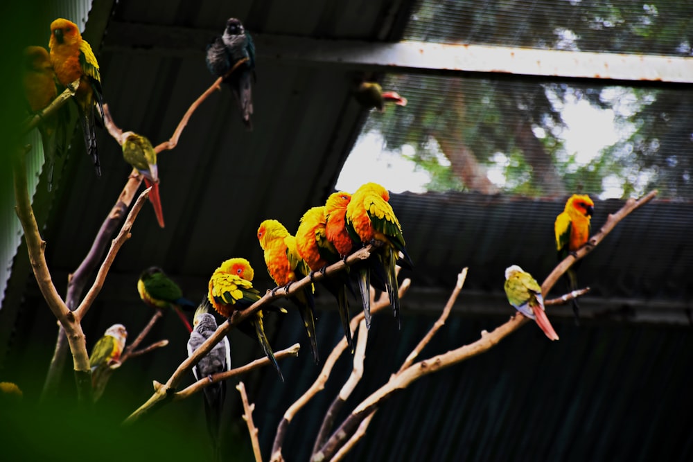 un gruppo di uccelli seduti in cima al ramo di un albero