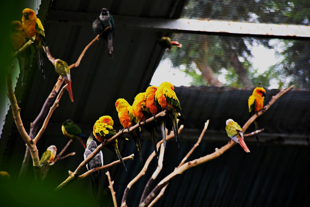 a group of birds sitting on top of a tree branch