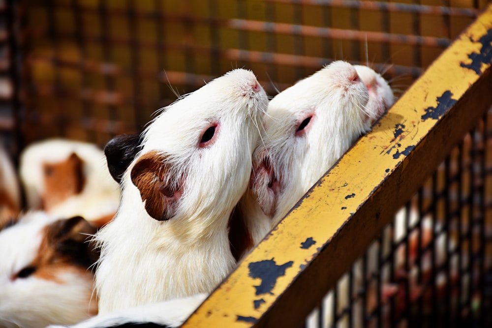 um casal de cães pequenos deitados um ao lado do outro