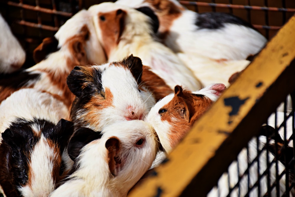 a group of small brown and white dogs in a cage