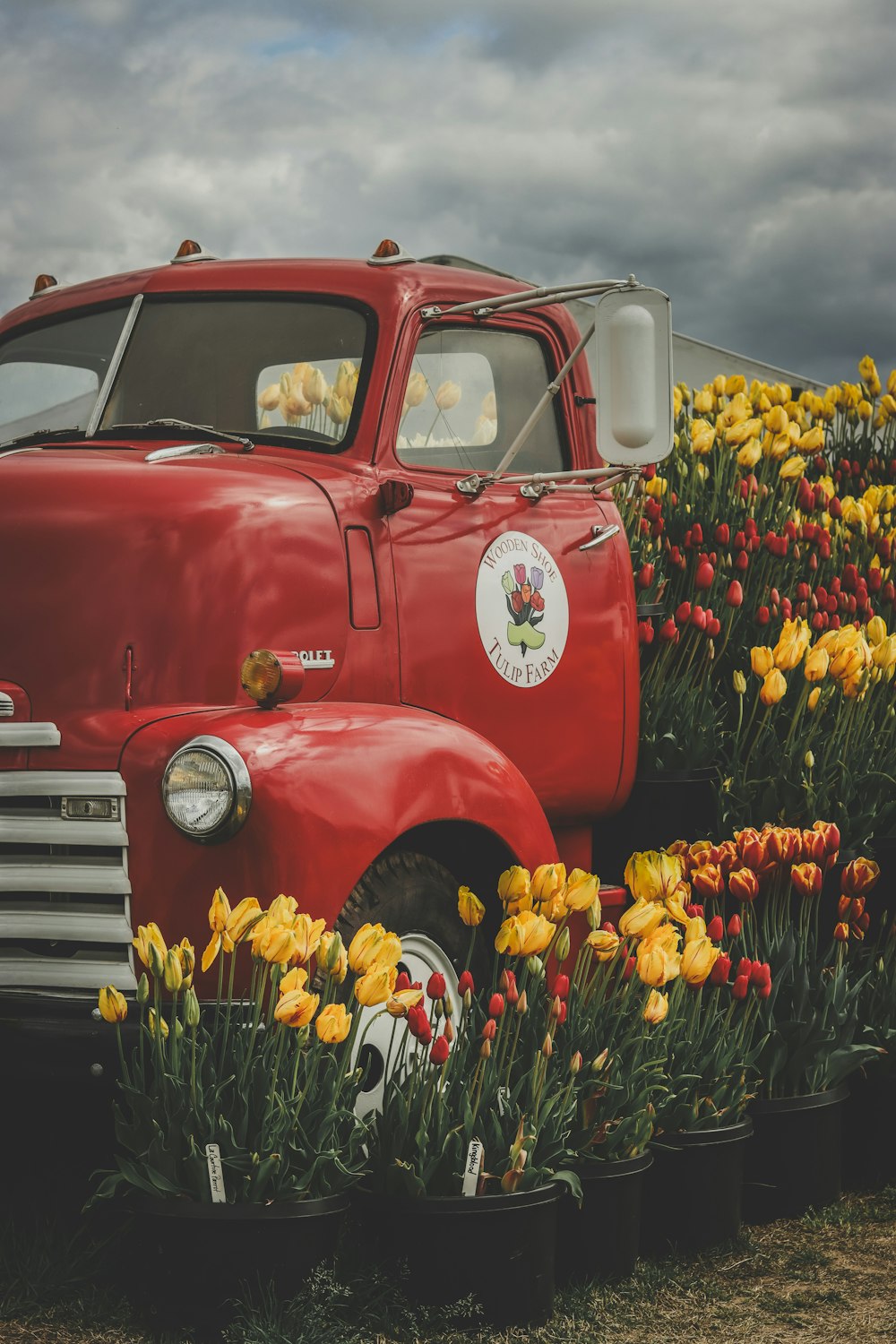 a red truck parked in a field of yellow and red tulips