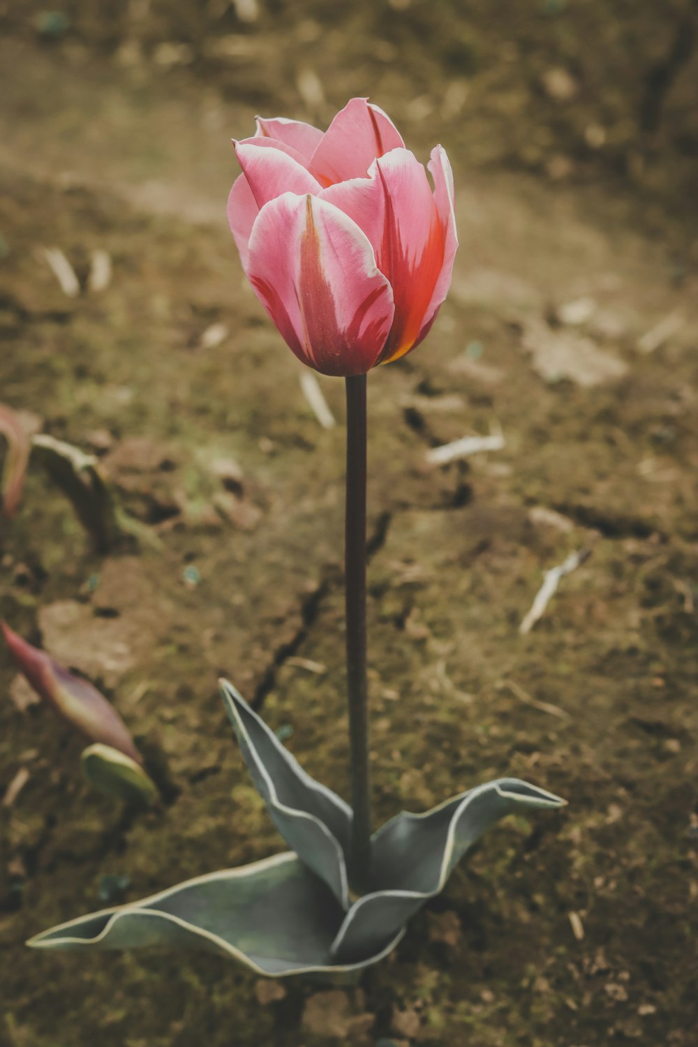 a single pink tulip in the middle of a field