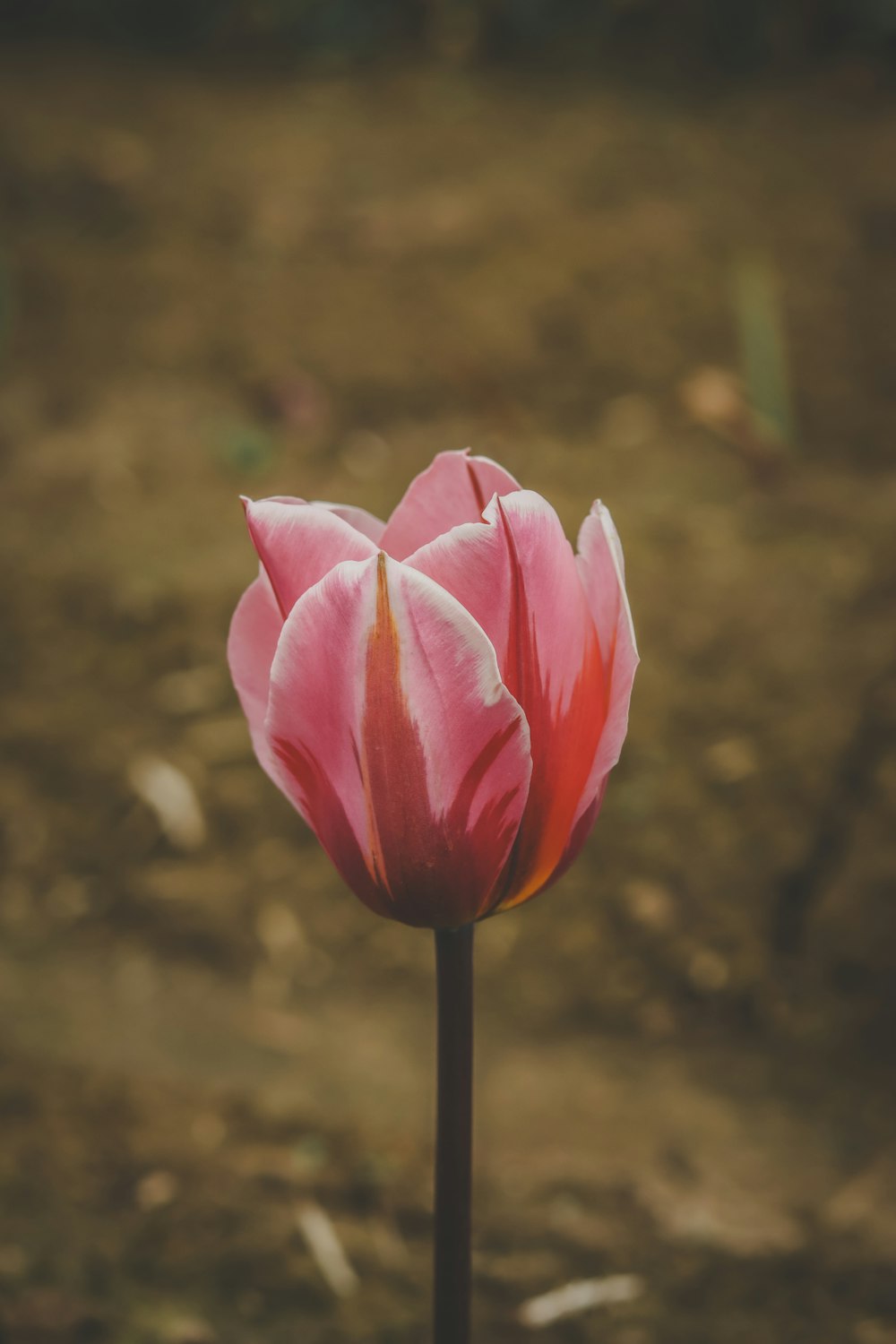 a single pink tulip in the middle of a field