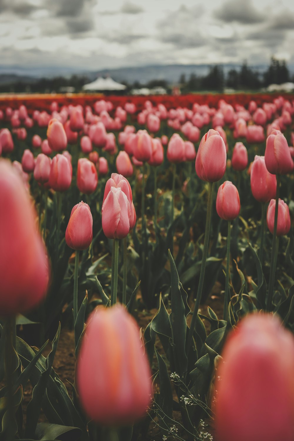 a field full of pink tulips under a cloudy sky