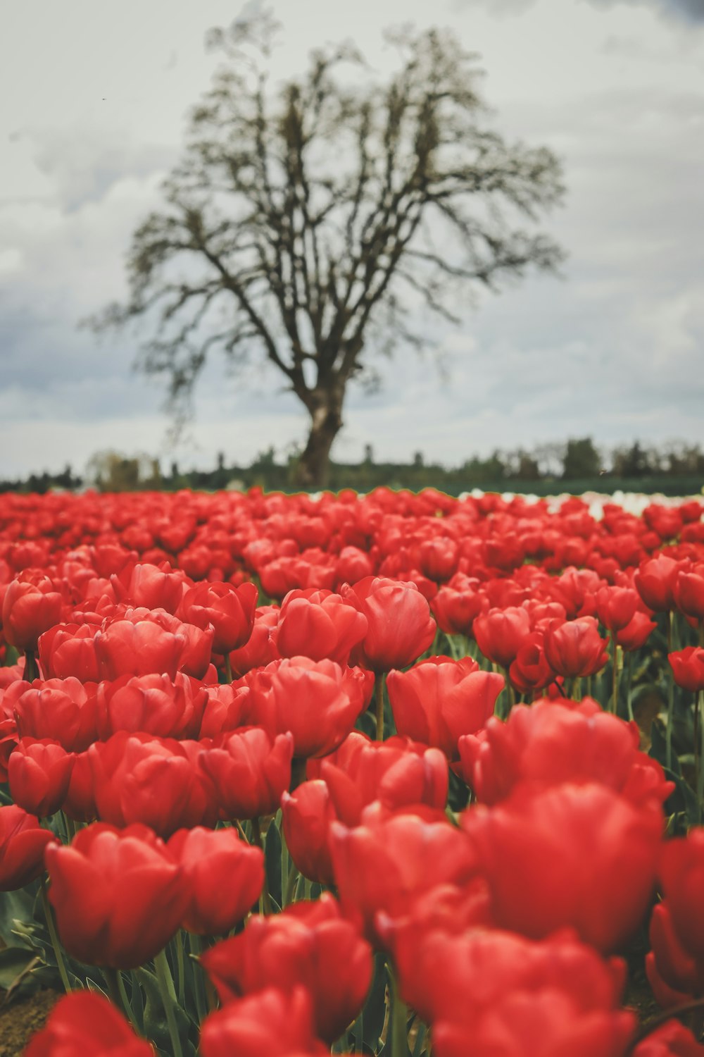 a field of red tulips with a tree in the background