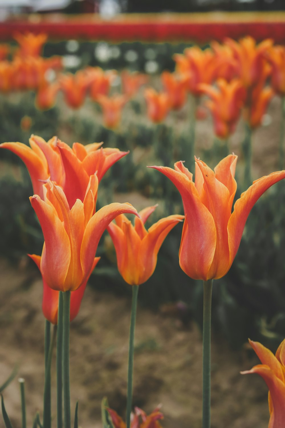 a field of orange tulips with a red fence in the background