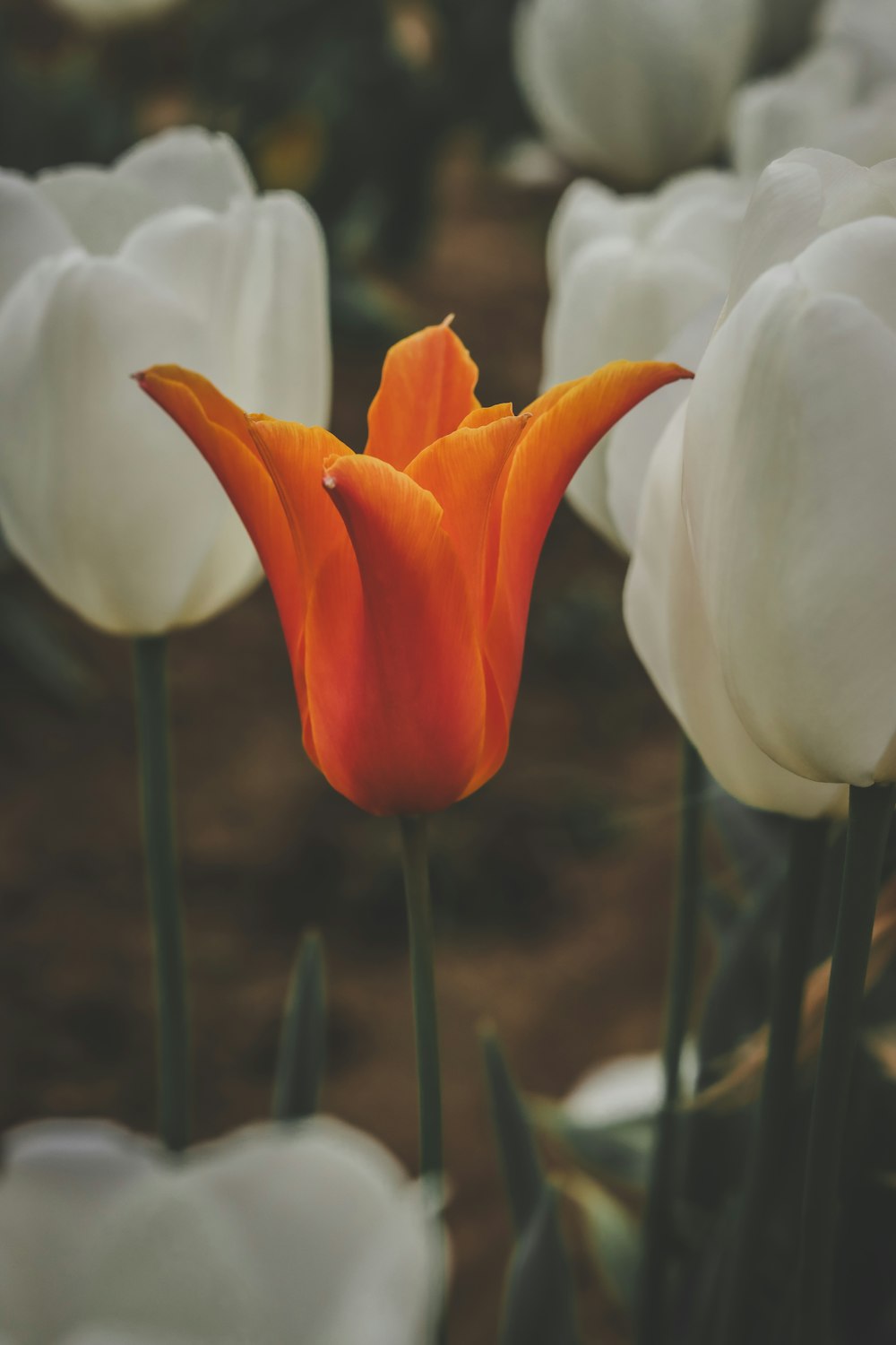 a close up of a single orange and white flower