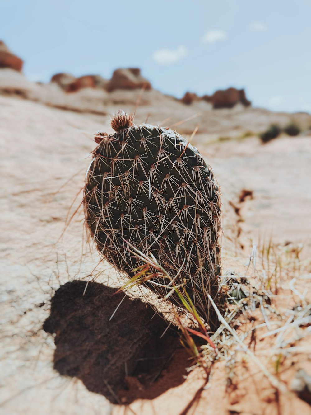 a cactus in the middle of a desert