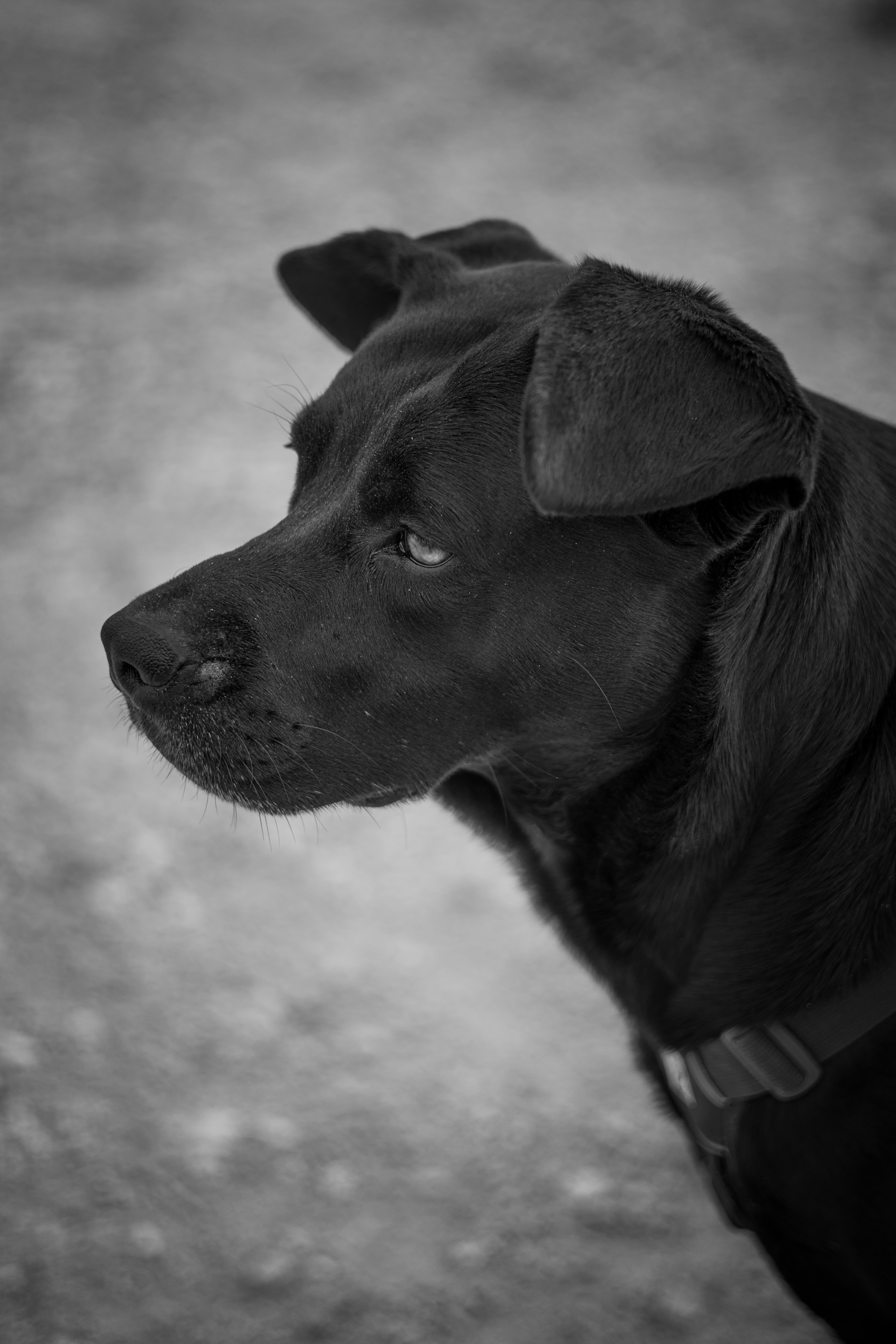 Photo by brandonstoll