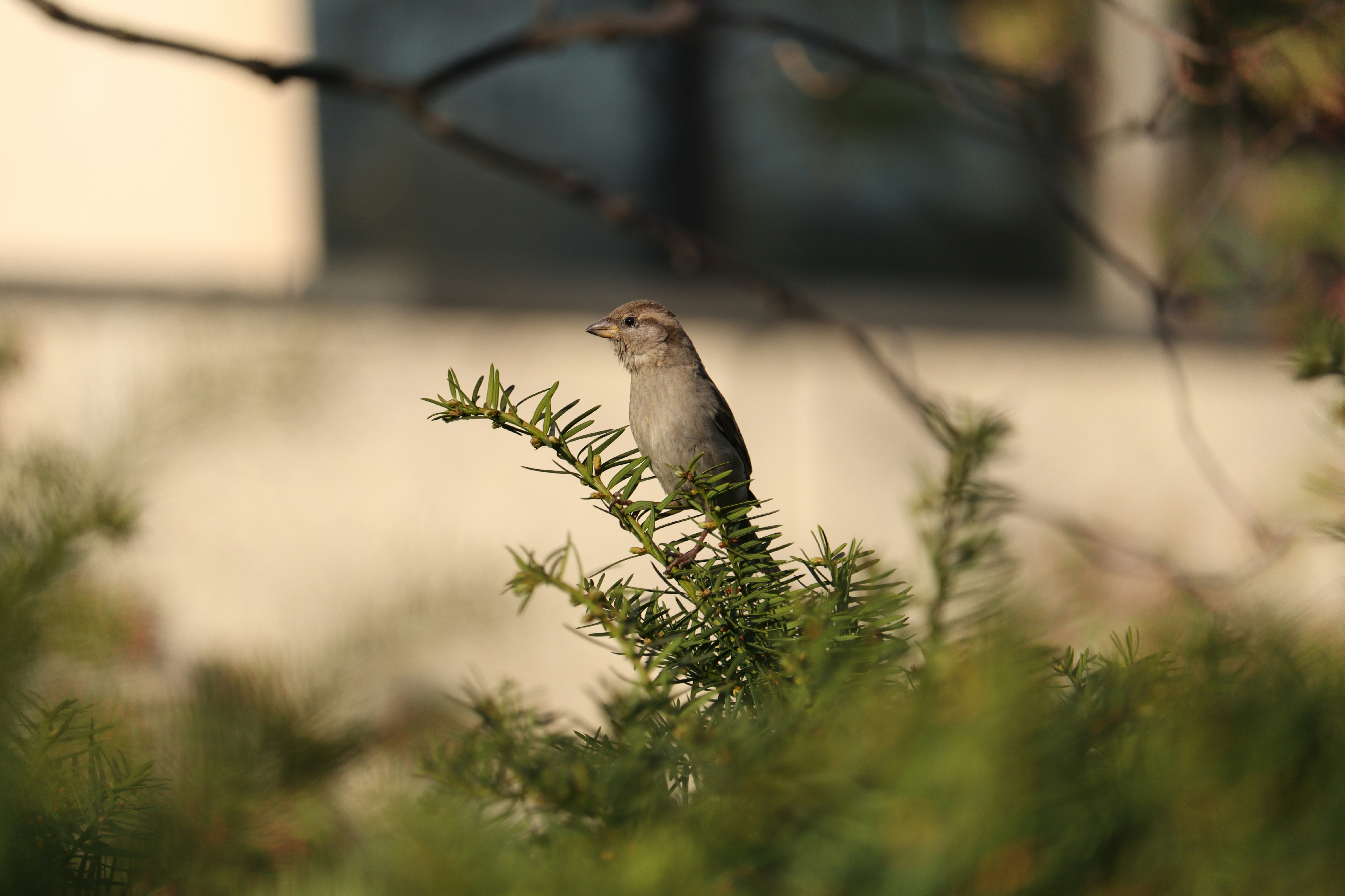 Featured image of post MTProxy