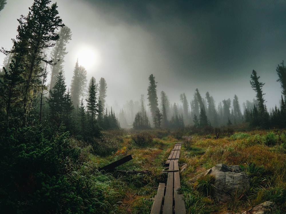 a wooden path through a forest on a foggy day