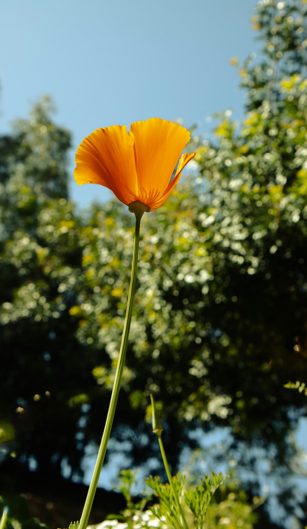 a single orange flower in front of some trees