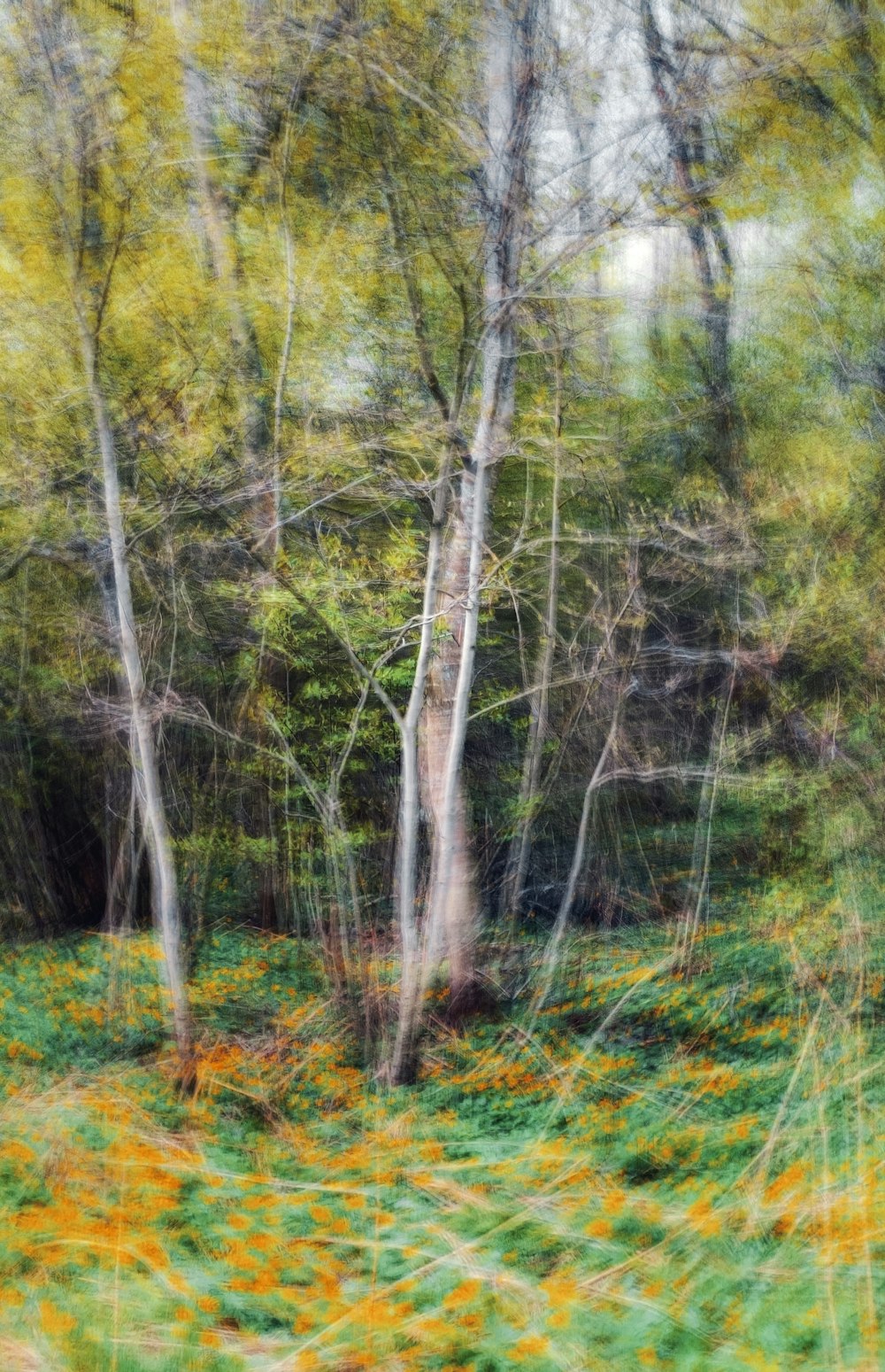 uma foto desfocada de árvores e grama na floresta