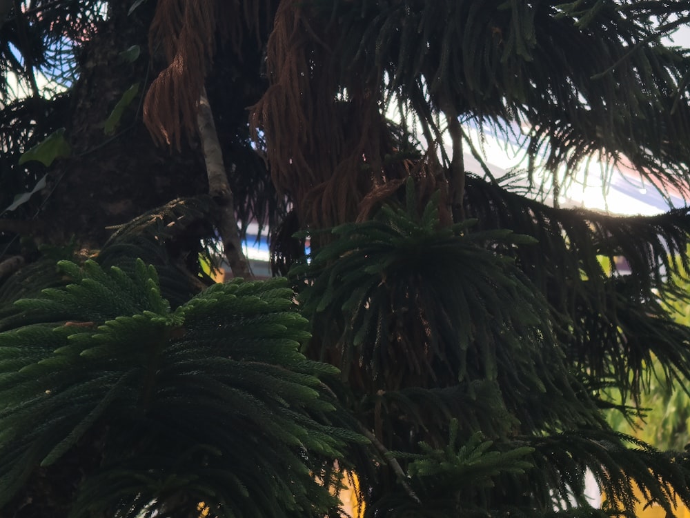 a bird is perched on a tree branch