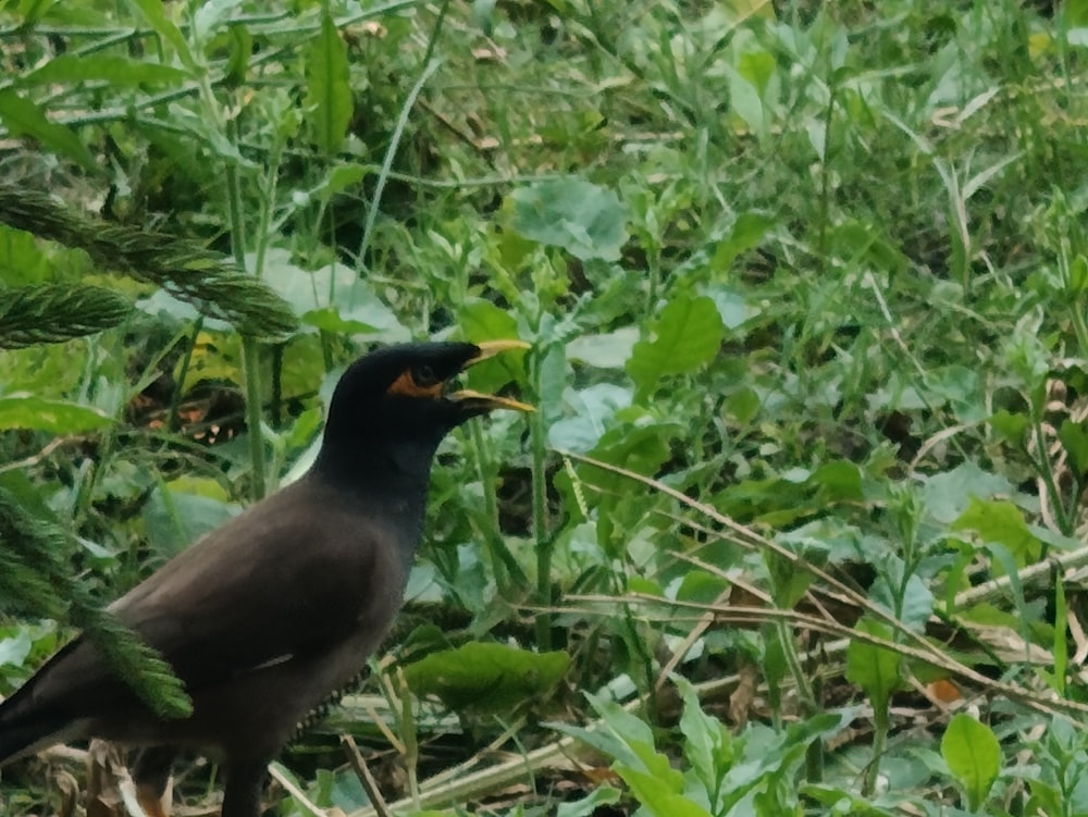 a black bird with a yellow beak standing in the grass