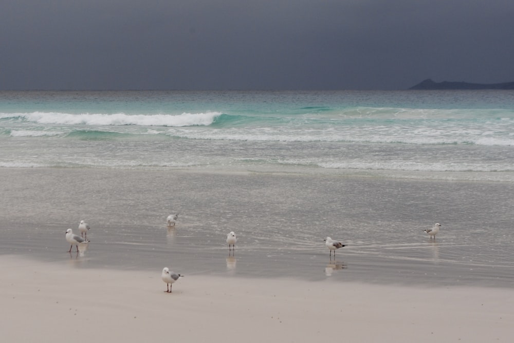 a group of birds standing on top of a sandy beach