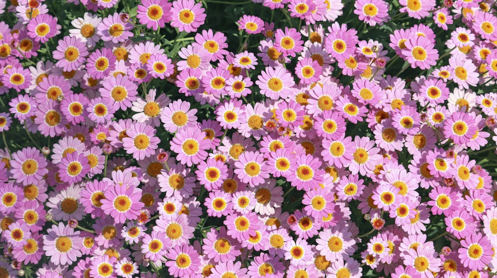 a bunch of pink and yellow flowers in a field