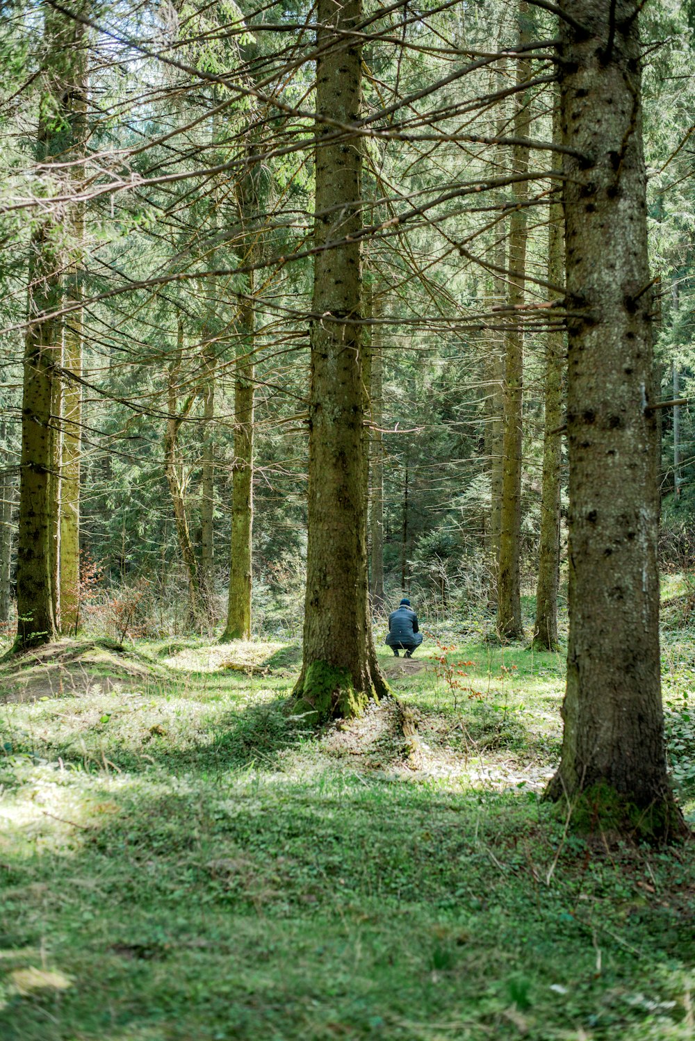 a person walking through a forest with lots of trees
