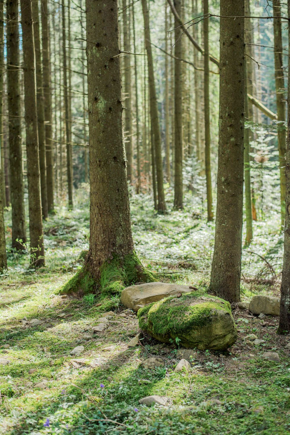 a moss covered rock in the middle of a forest