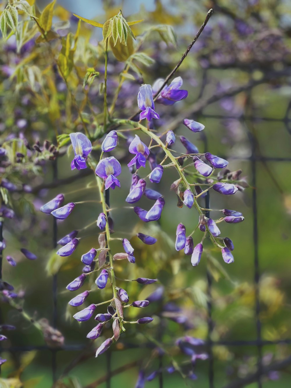 a bunch of purple flowers hanging from a wire fence
