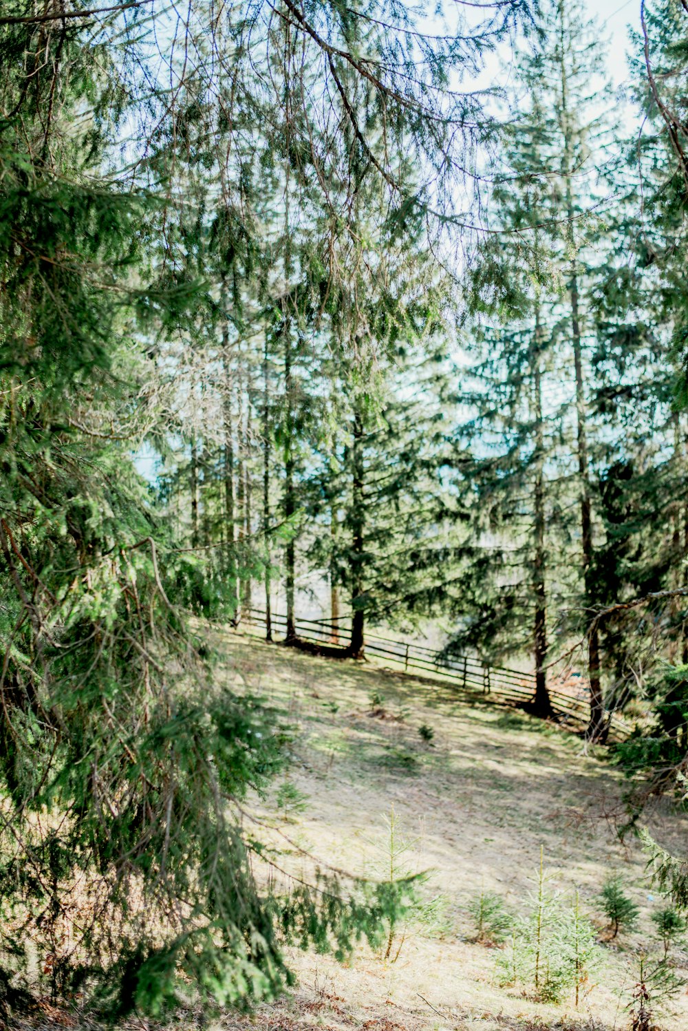 a field with trees and a fence in the background