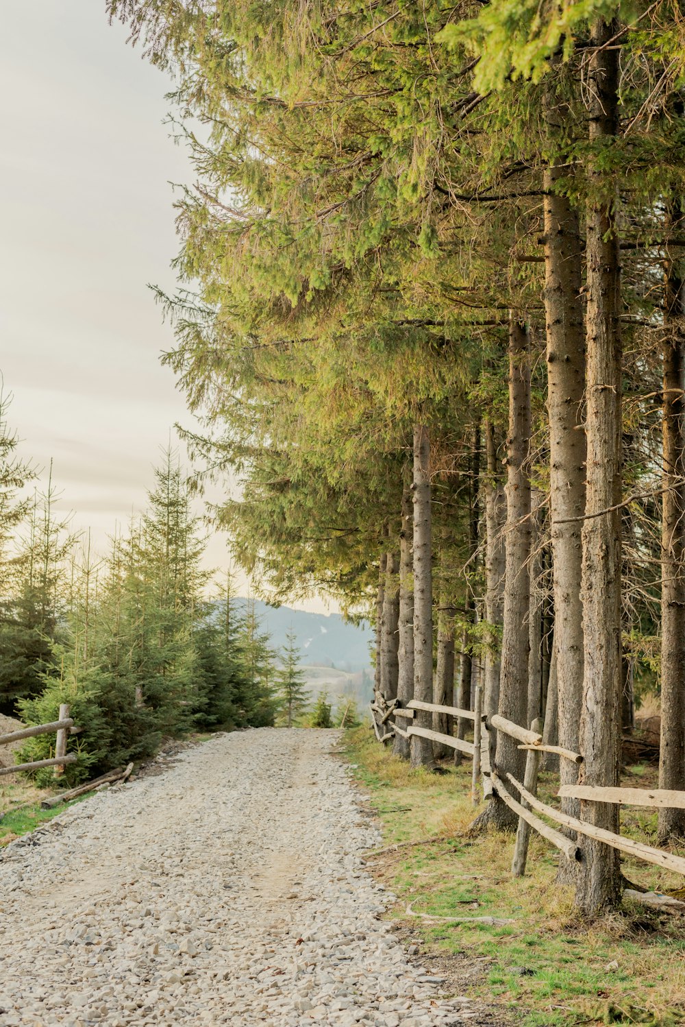 a dirt road surrounded by tall pine trees