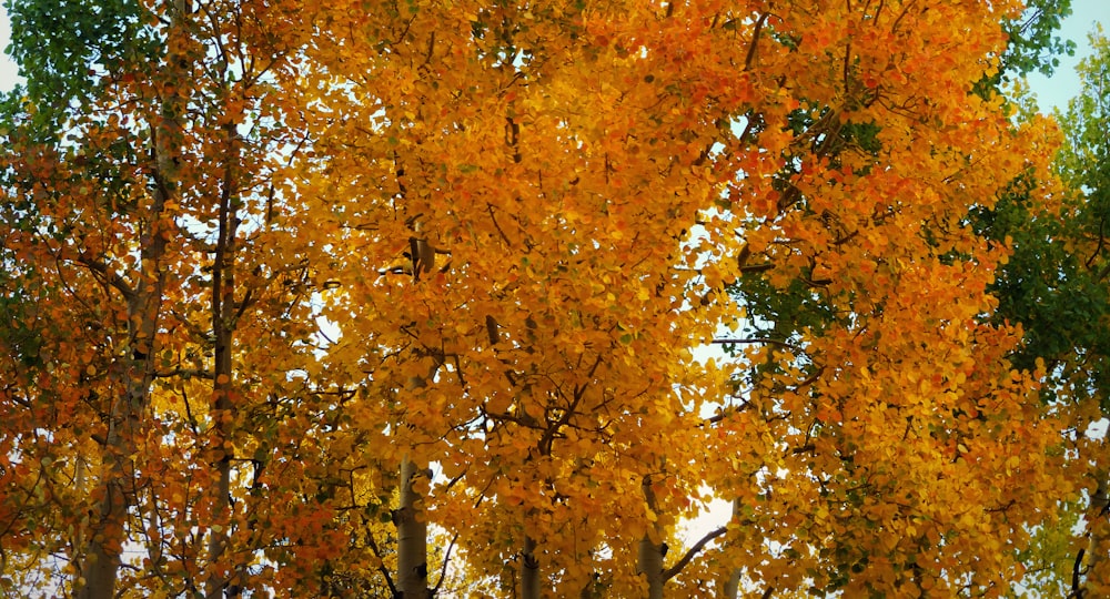黄色とオレンジ色の葉を持つ木々のグループ