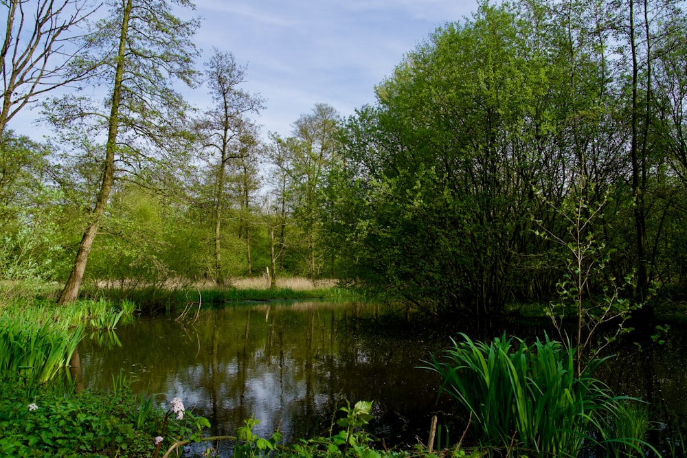 a small pond surrounded by trees and grass