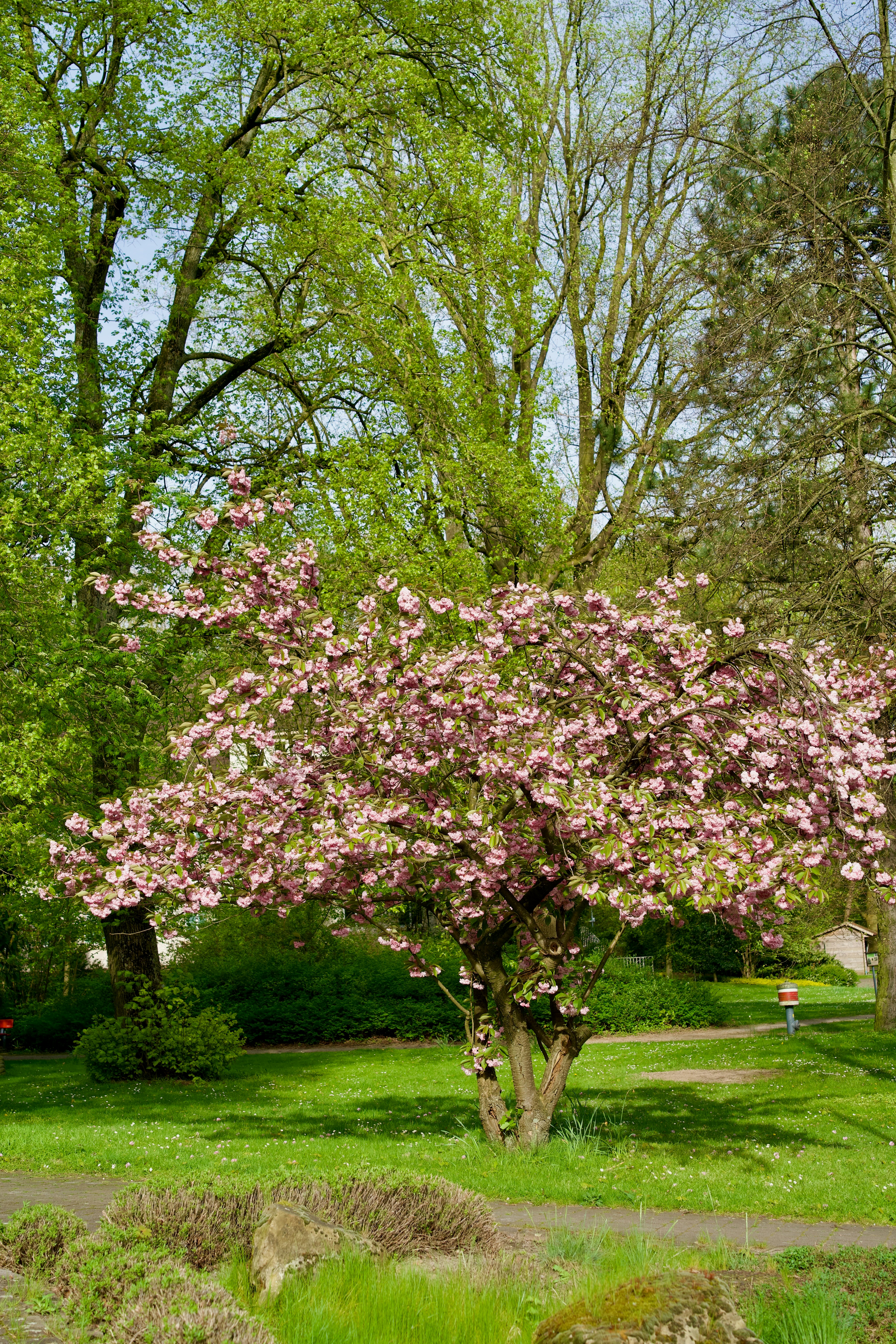 a tree with pink flowers in a park