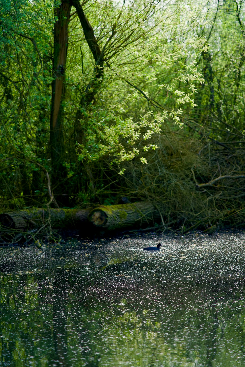 a bird is standing in the middle of the water