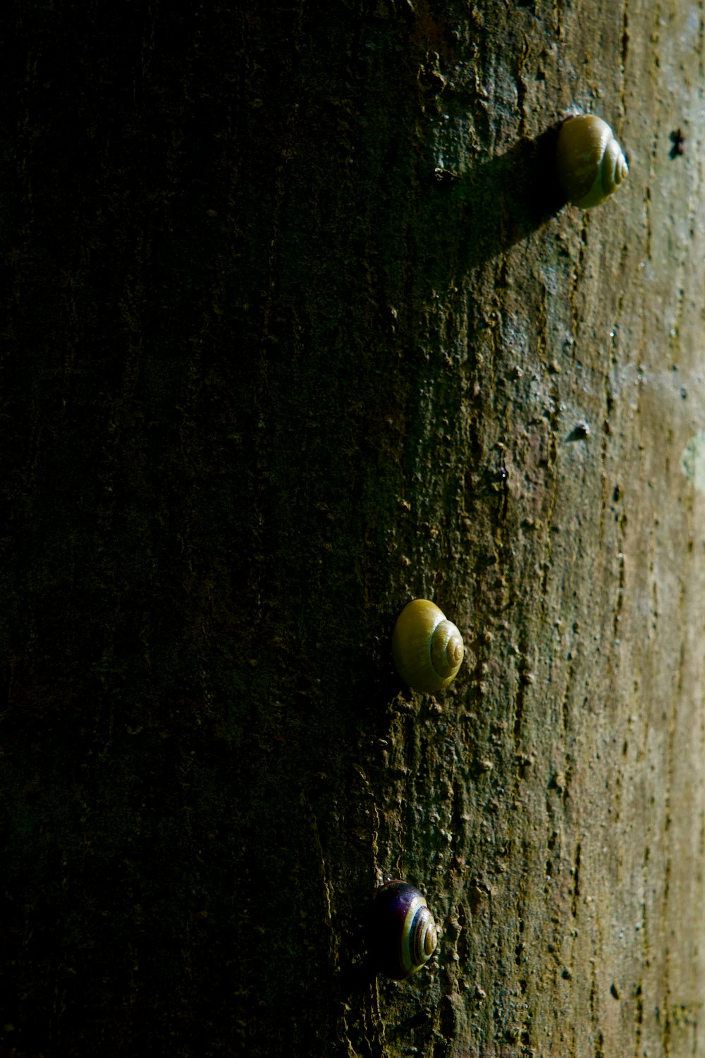 a close up of a tree with three snails on it