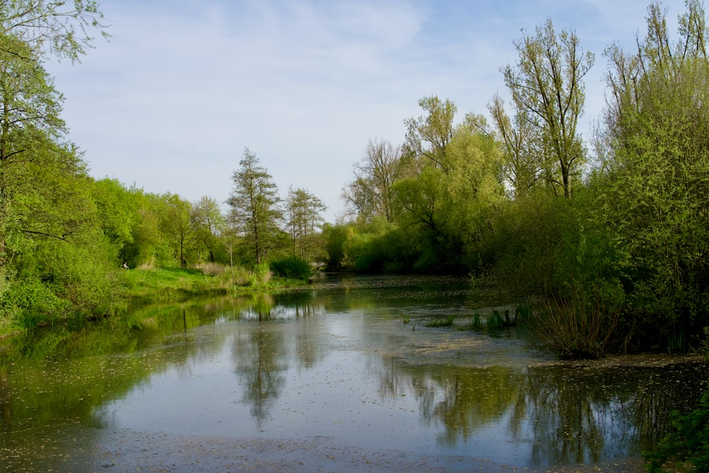 a river running through a lush green forest