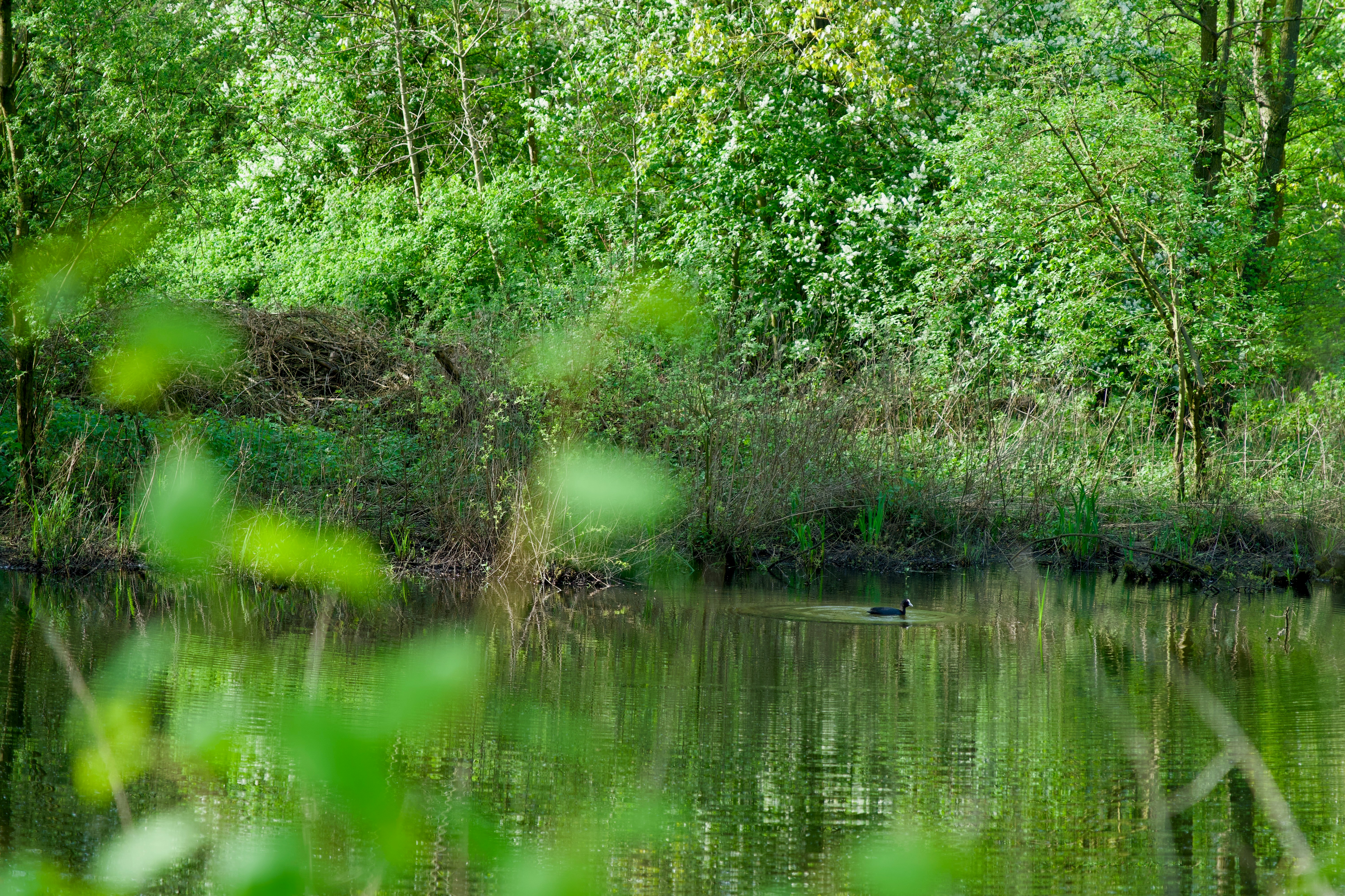a duck floating on top of a lake surrounded by trees