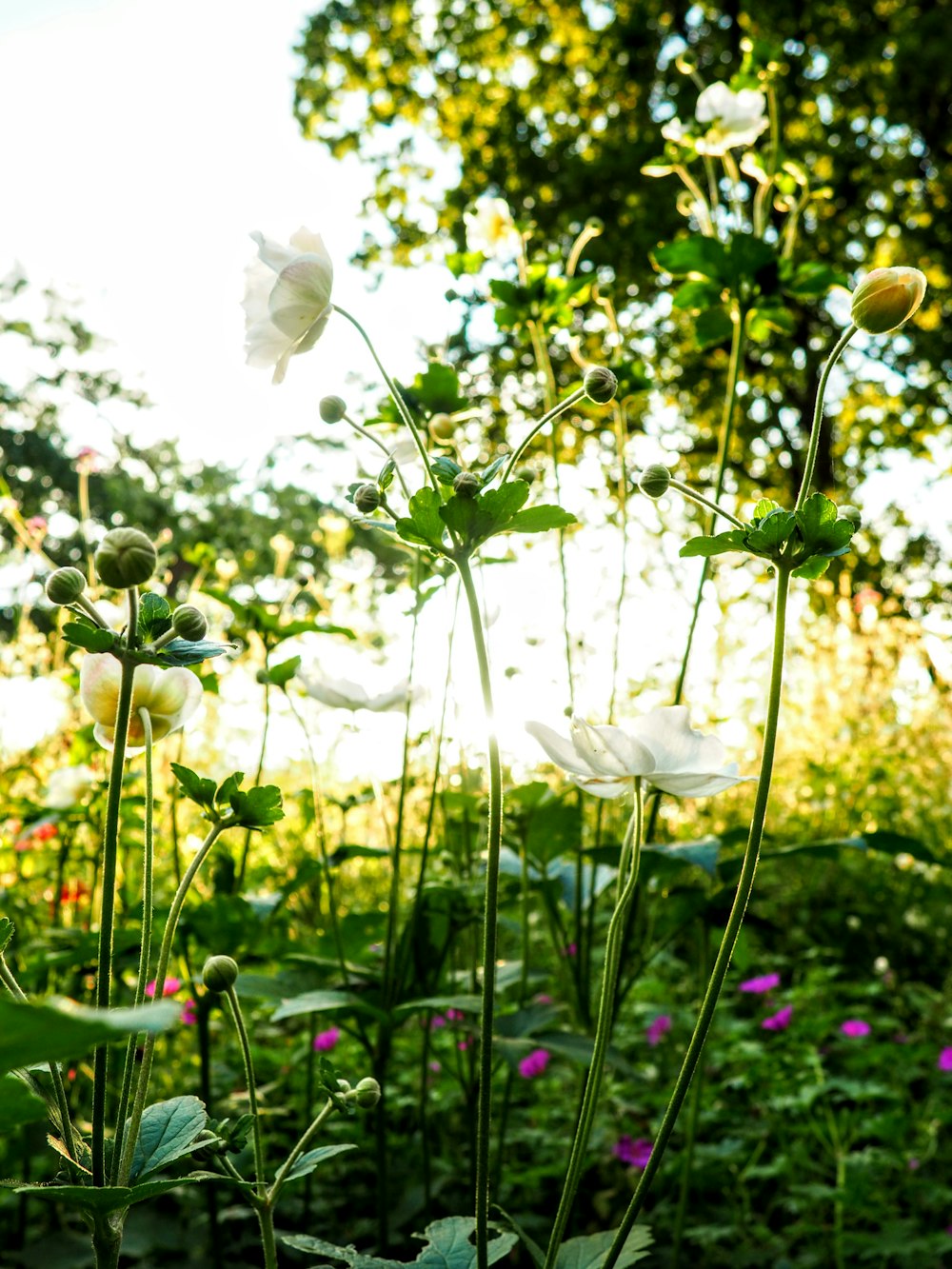 a group of flowers that are in the grass