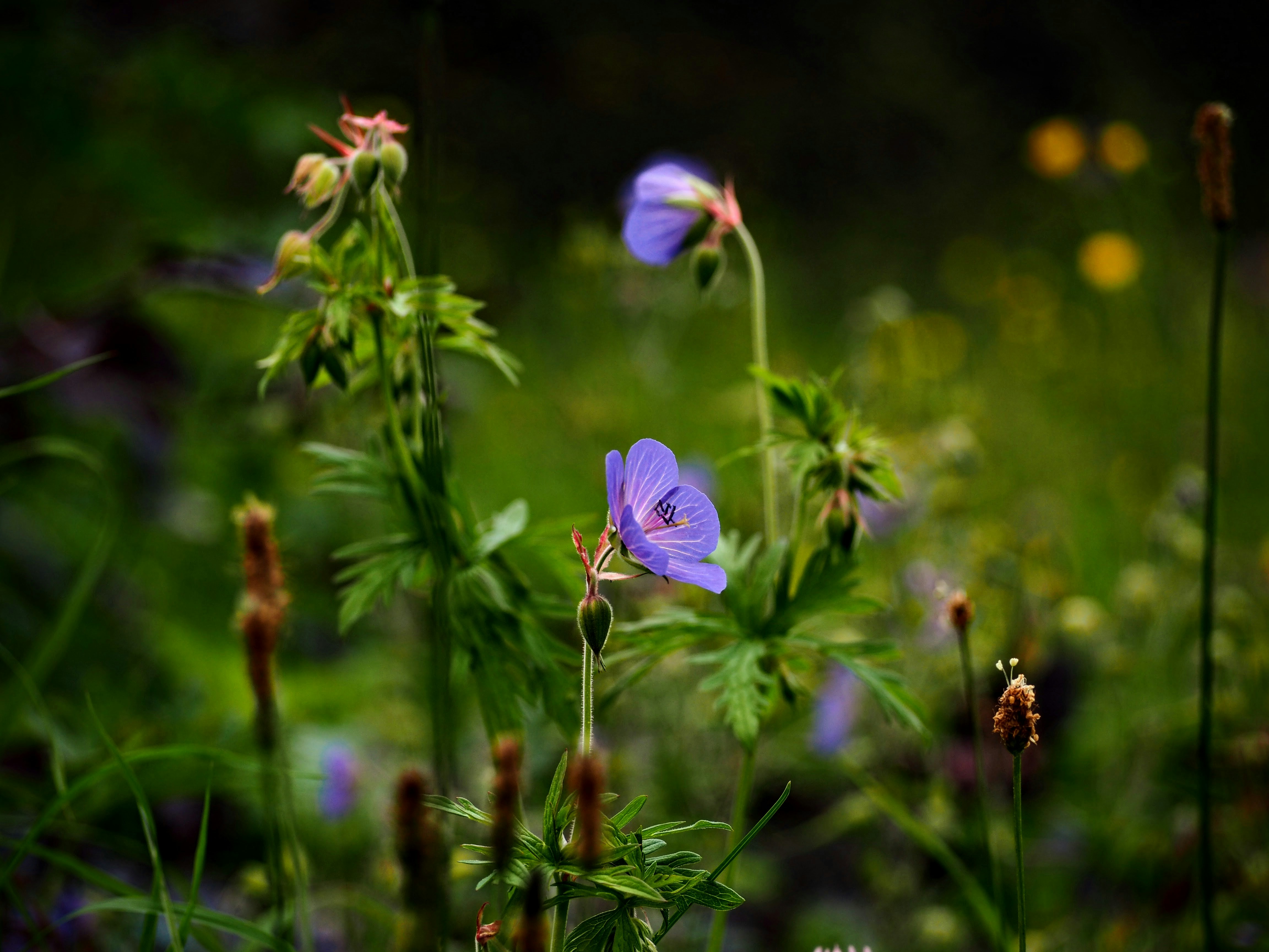 a group of flowers that are in the grass