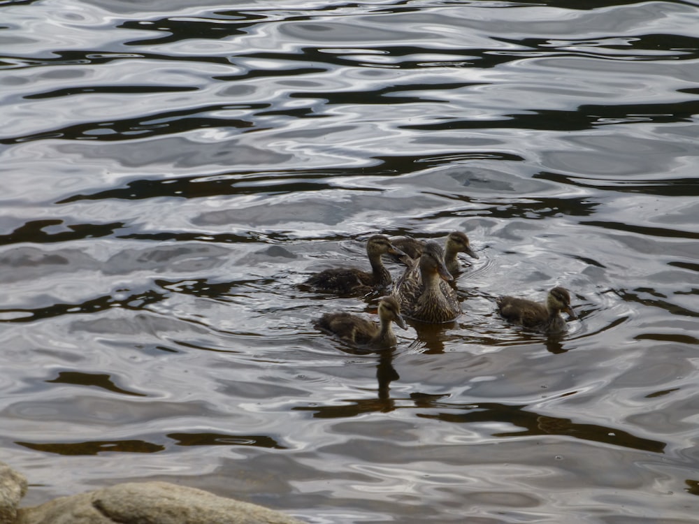 a group of ducks floating on top of a lake