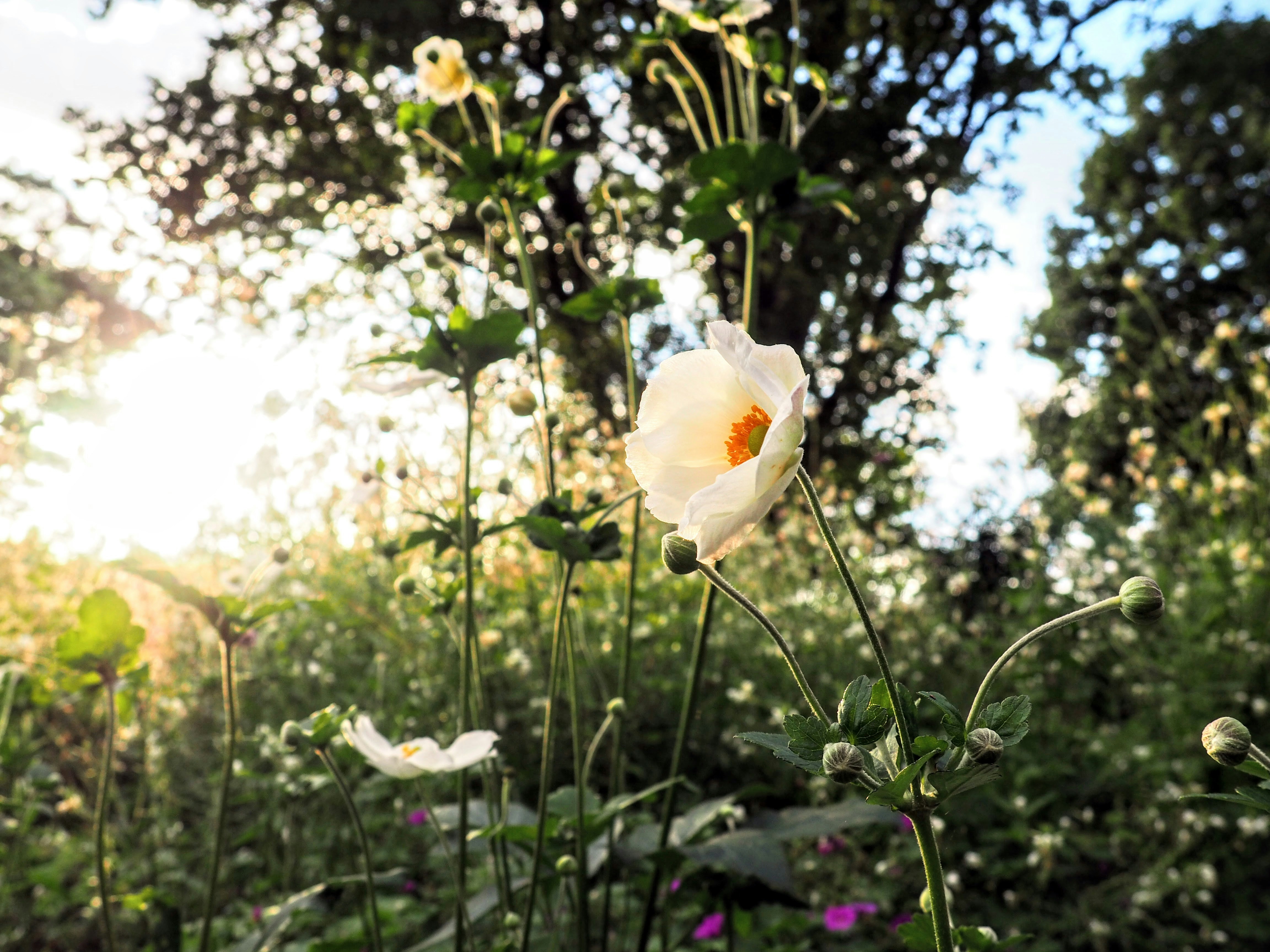 a white flower in a field with trees in the background