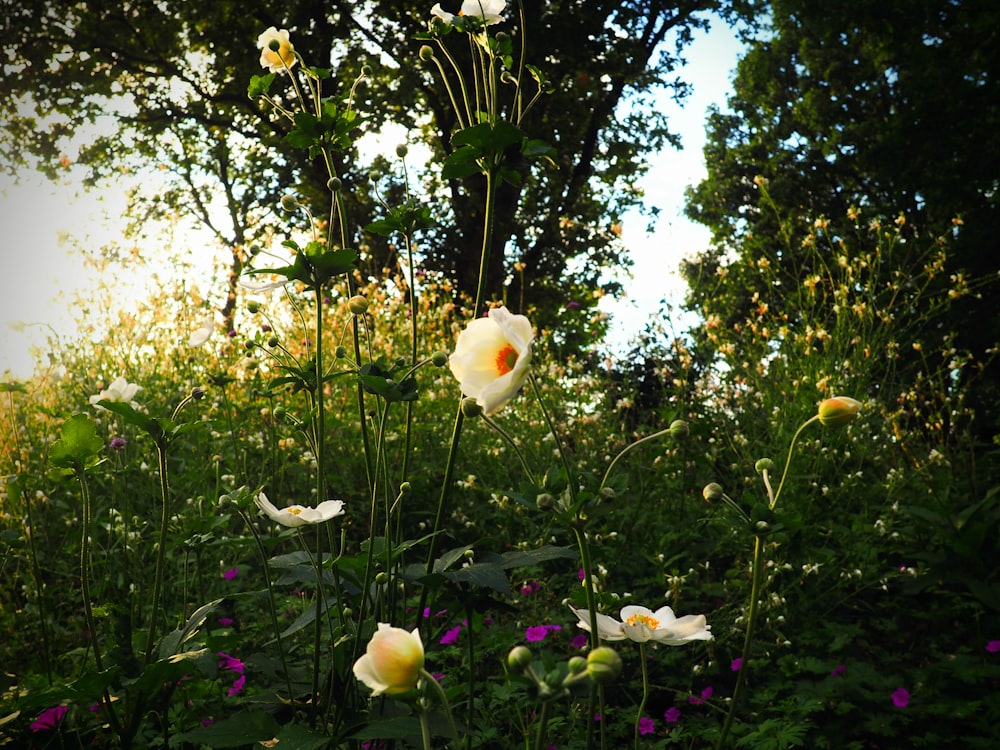 a bunch of flowers that are in the grass