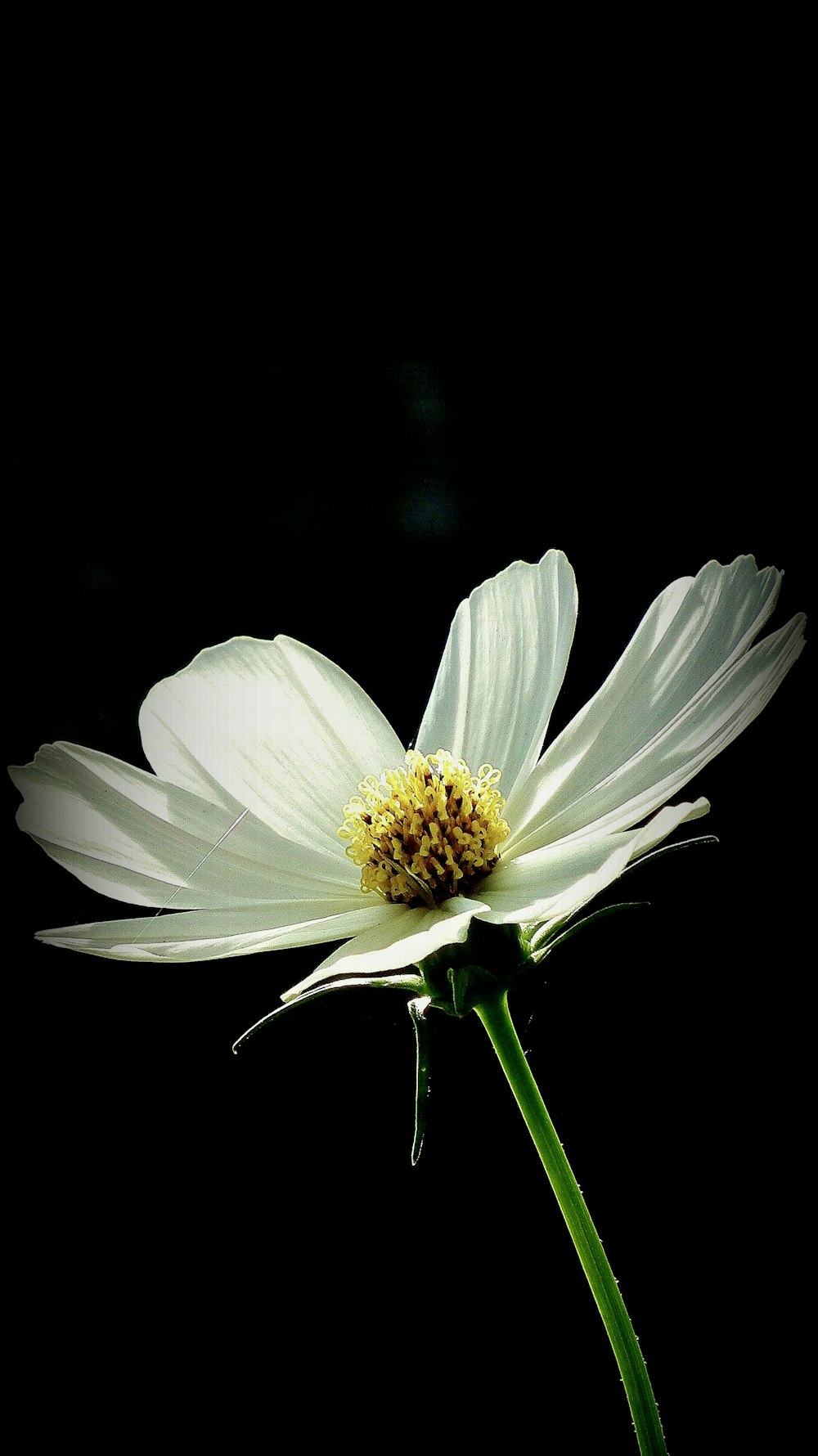 a white flower with a black background