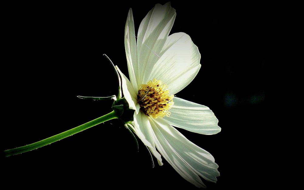a white flower with a black background