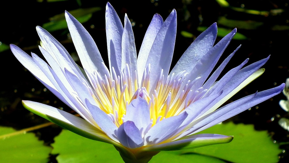 a close up of a purple water lily