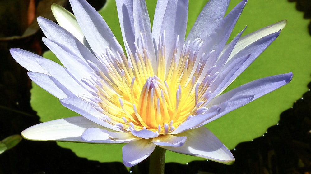 a blue and yellow water lily in a pond