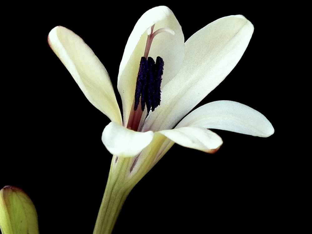 a close up of a white flower on a black background