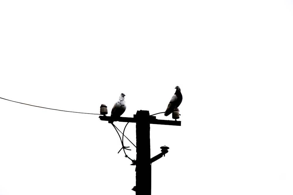 a couple of birds sitting on top of a power line