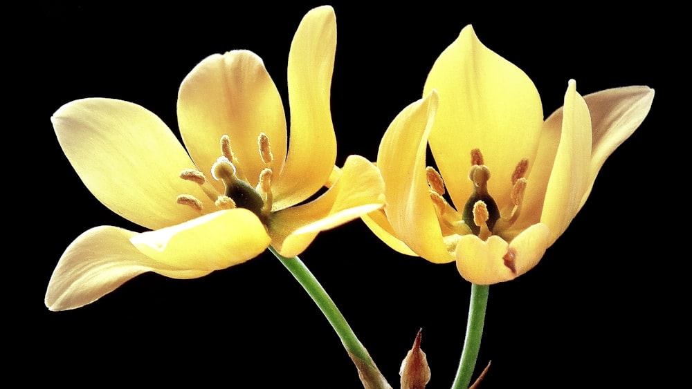 un par de flores amarillas sobre un fondo negro