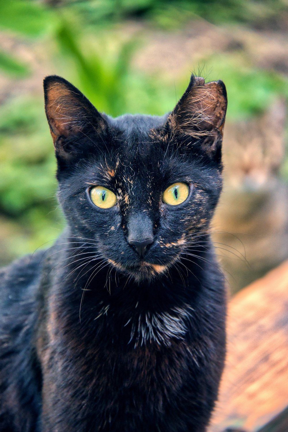 a black cat sitting on top of a wooden bench