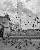 a flock of birds flying over a building