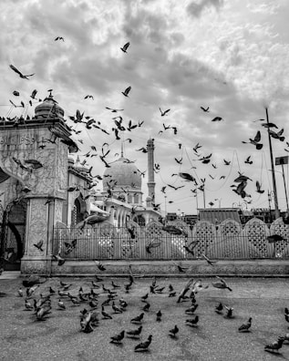 a flock of birds flying over a building