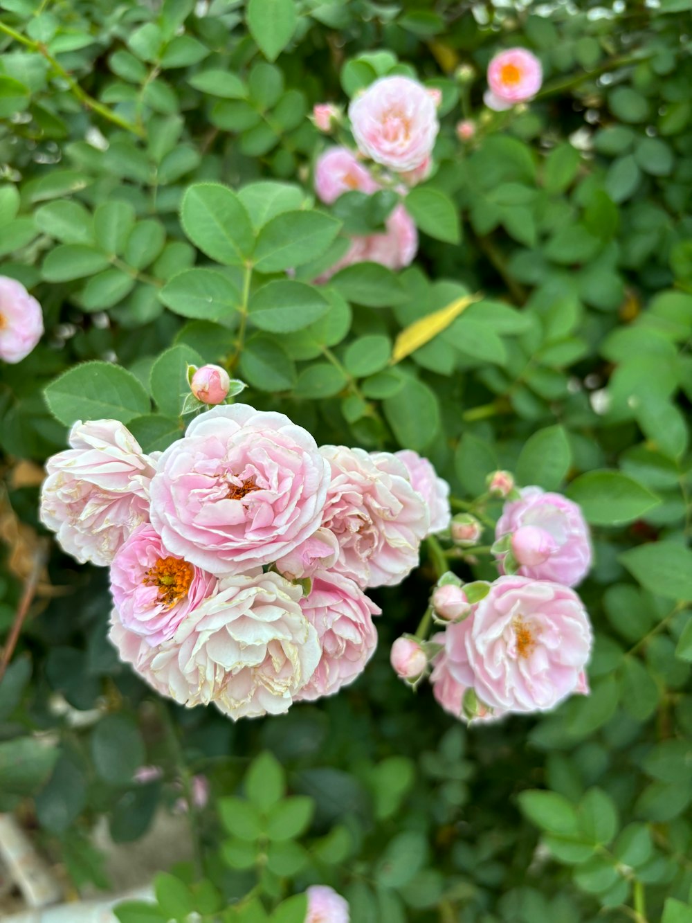 a bunch of pink flowers growing on a bush